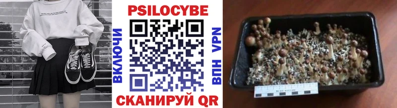 Псилоцибиновые грибы Psilocybe  как найти наркотики  Знаменск 